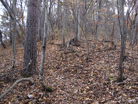 20161117hike (222)